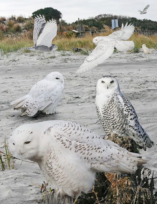 Snowy owl From The Crossley ID Guide Eastern Birds by Richard Crossley is licensed under CC BY-SA 3.0.